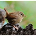 -- Zaunkönig -- ( Ttoglodytes troglodytes )