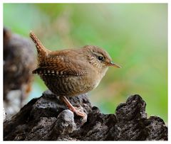 -- Zaunkönig -- ( Ttoglodytes troglodytes )