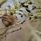 Zaunkönig / Wren