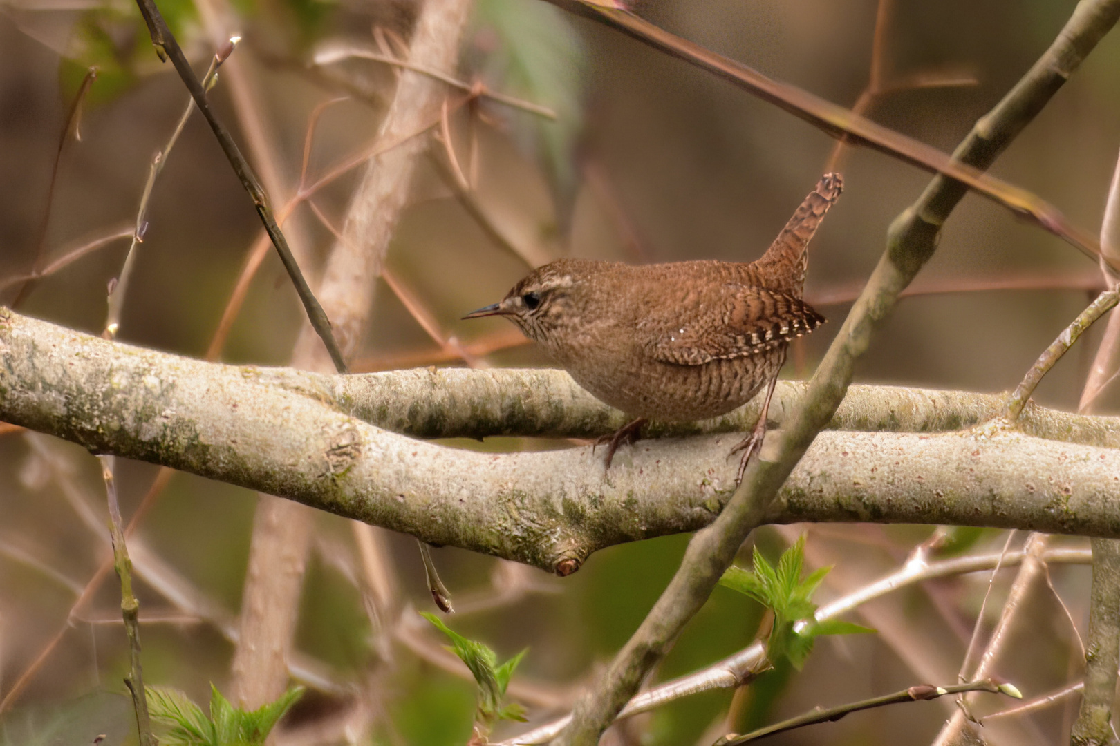 Zaunkönig (Wren)