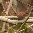 Zaunkönig (Wren)