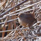 Zaunkönig, Wren, Enger 2018 UHS_1165