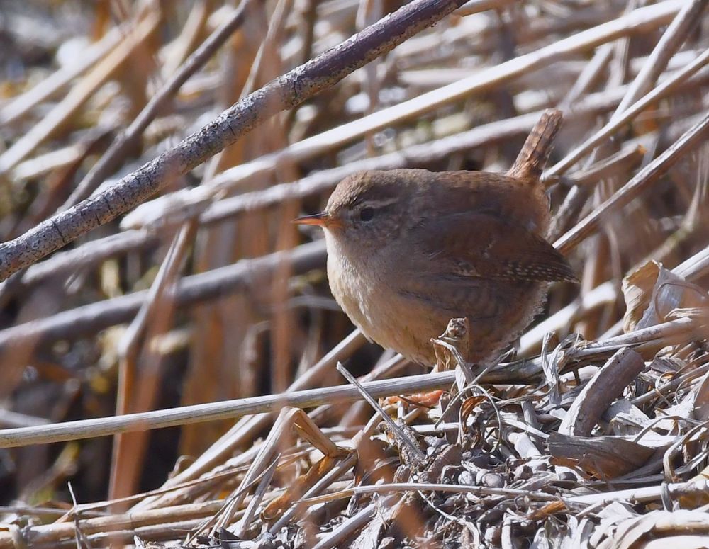 Zaunkönig, Wren, Enger 2018 UHS_1165