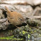 Zaunkönig_am-Vogelbad