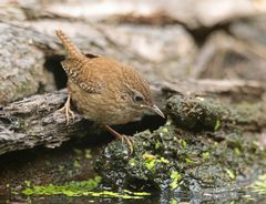 Zaunkönig_am-Vogelbad