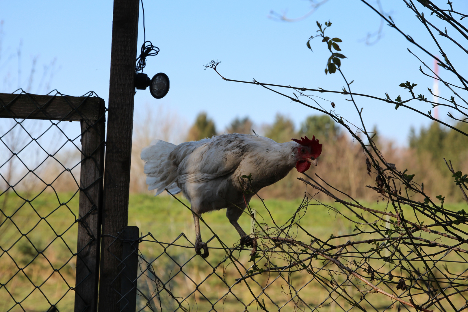 Zaunkönig(in) oder Dreckspatz