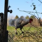 Zaunkönig(in) oder Dreckspatz