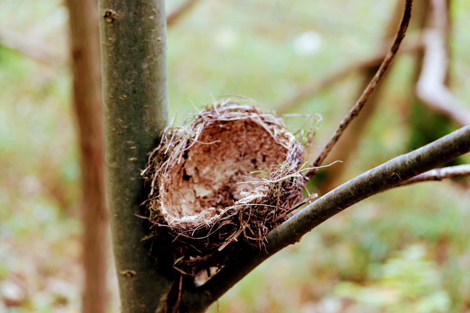 Zaunkönigs Nest