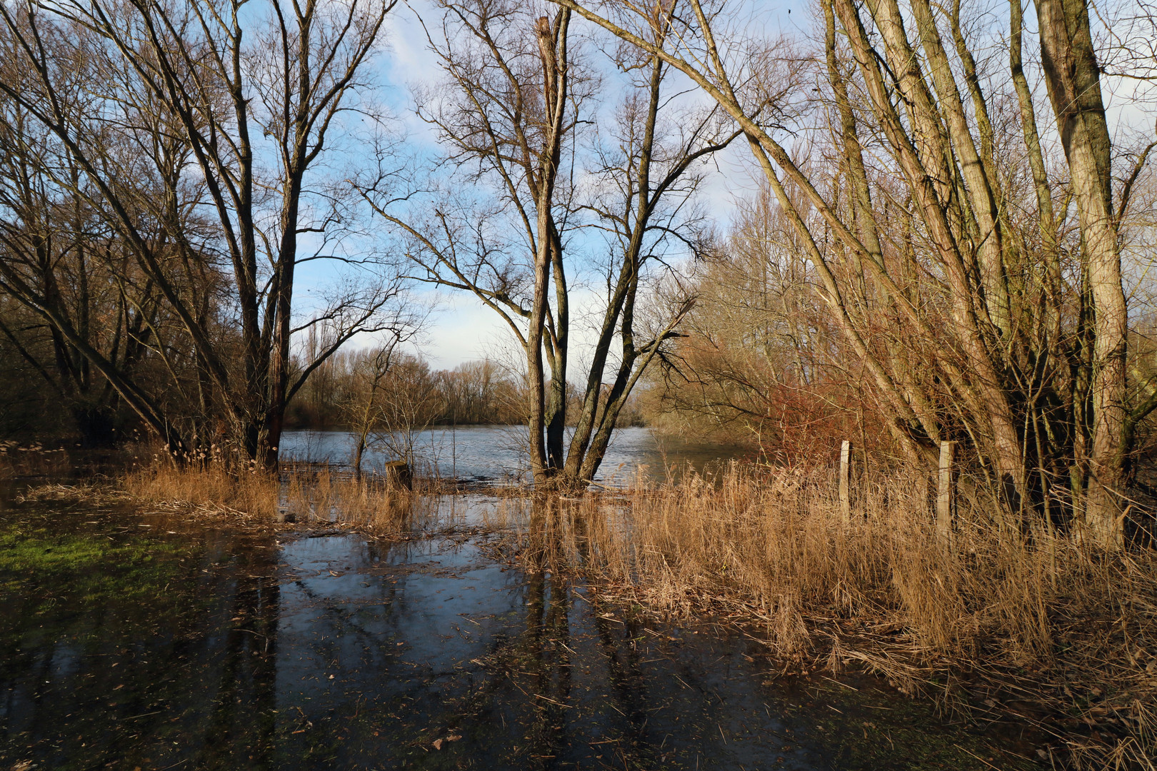 Zaunpfähle am Untersee