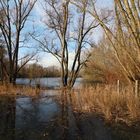 Zaunpfähle am Untersee