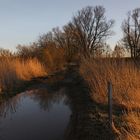 Zaunpfähle am Weg