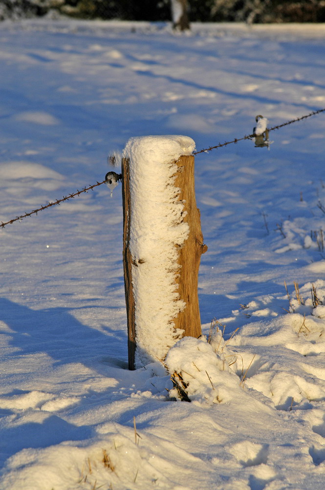 Zaunpfahl