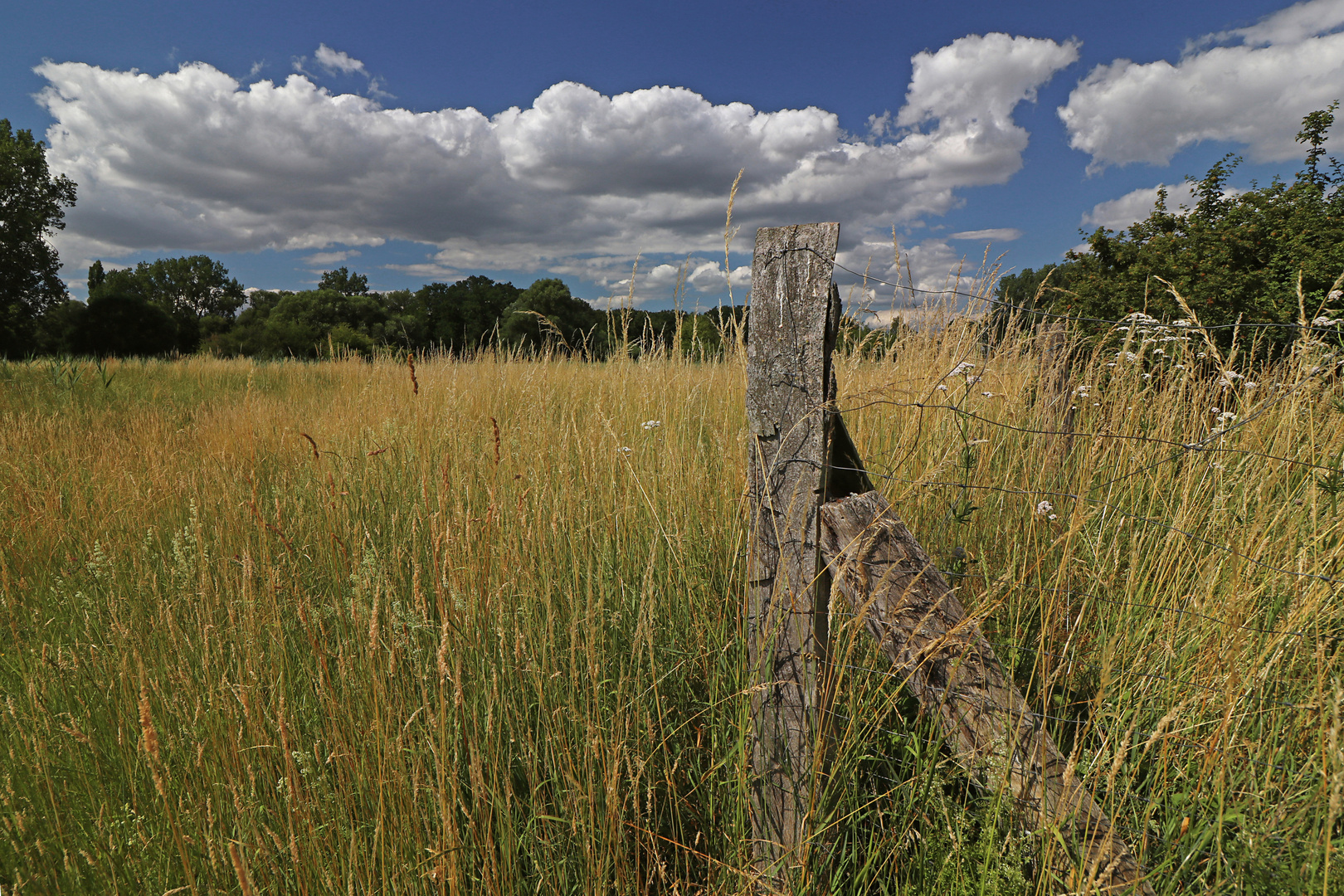 Zaunpfahl im Gras