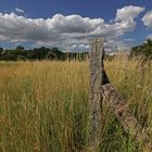 Zaunpfahl im Gras