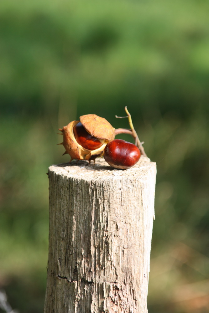 zaunpfahl mit Kastanie