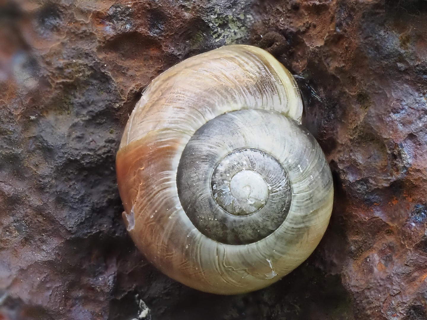 Zaunpfahlschnecke (1)