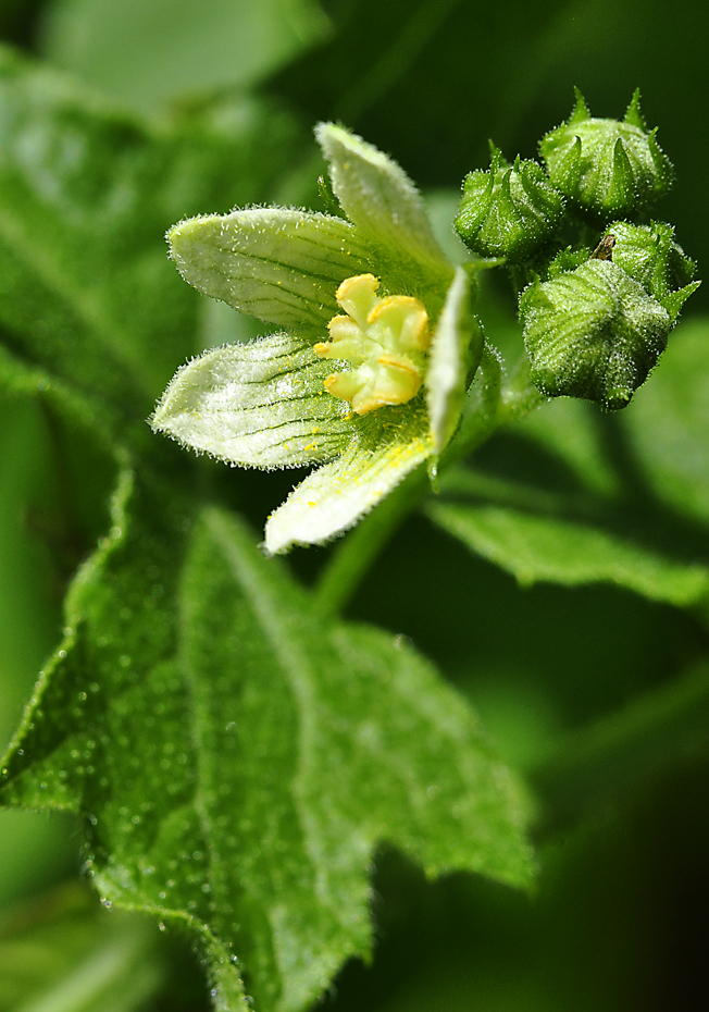 Zaunrübe (Bryonia alba)