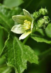 Zaunrübe (Bryonia alba)