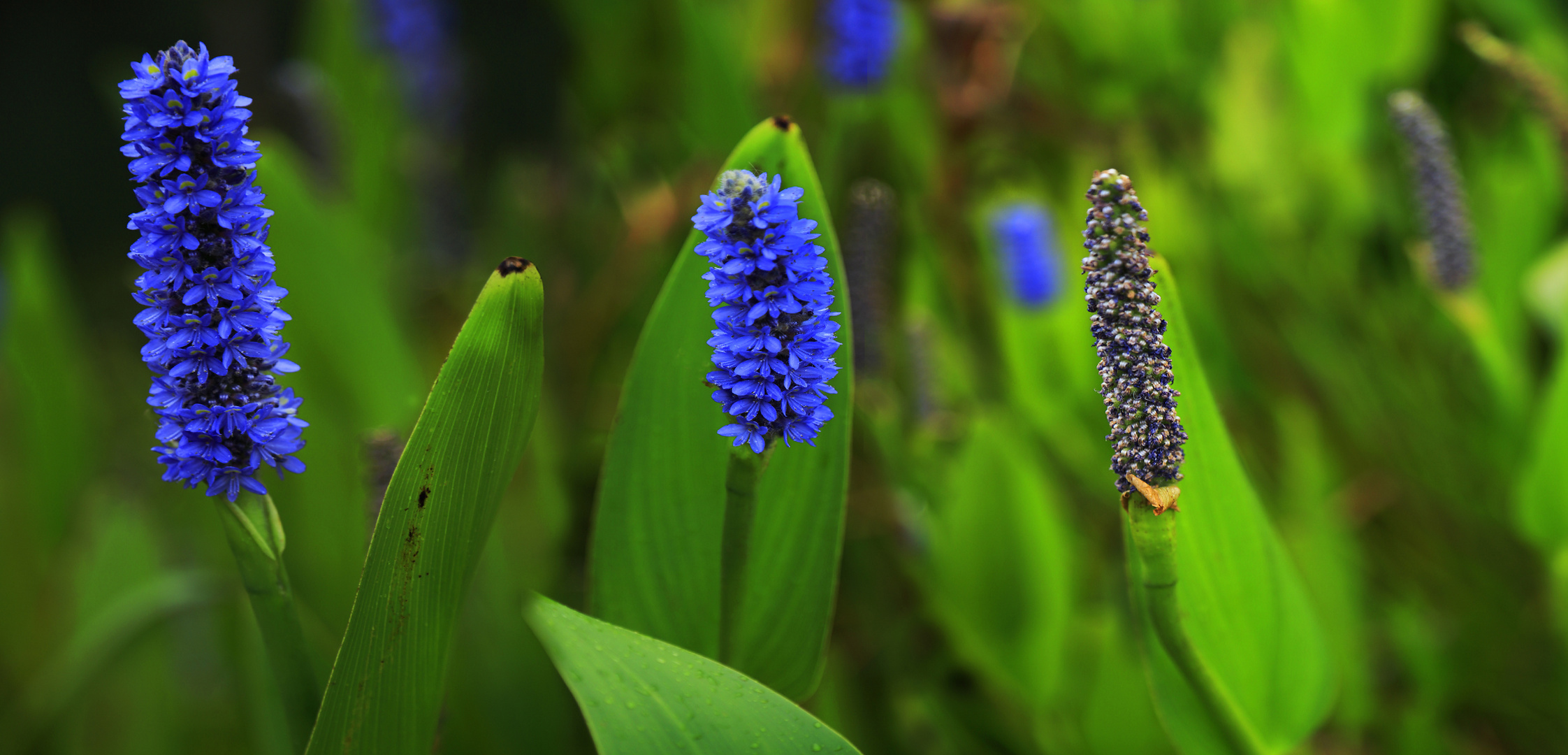 Zaunrübe (Pontederia cordata)