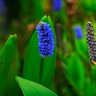 Zaunrübe (Pontederia cordata)