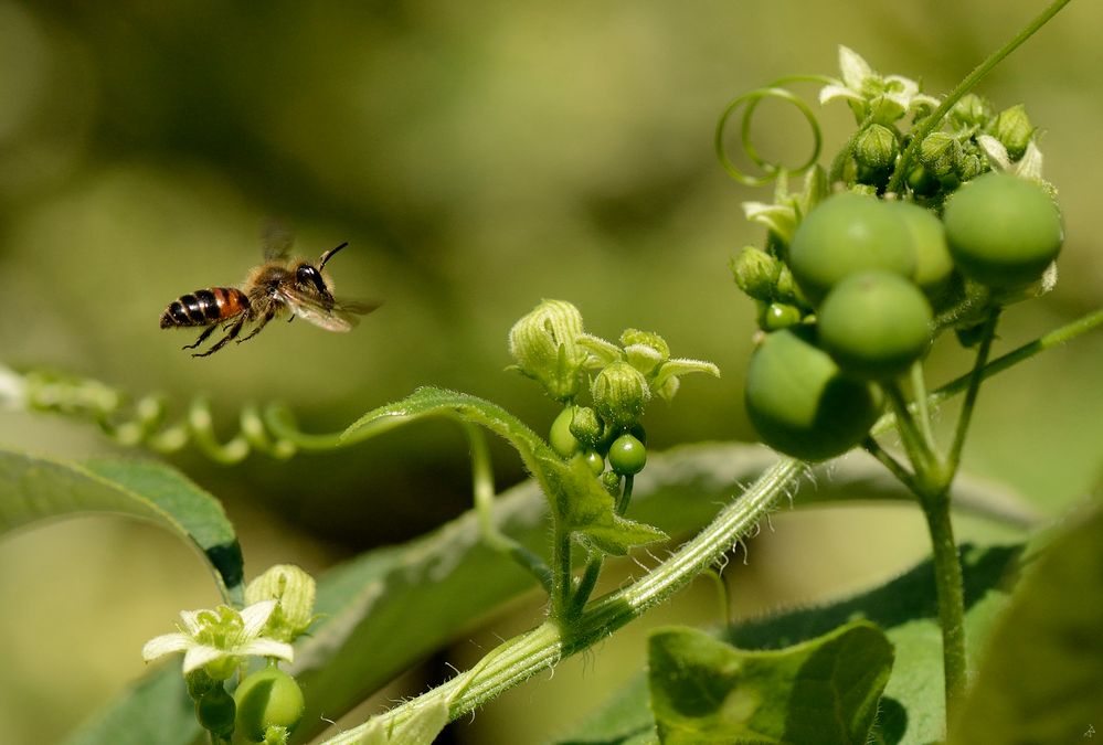 ZaunrübenSandbiene Foto & Bild natur, pflanzen, insekten Bilder auf