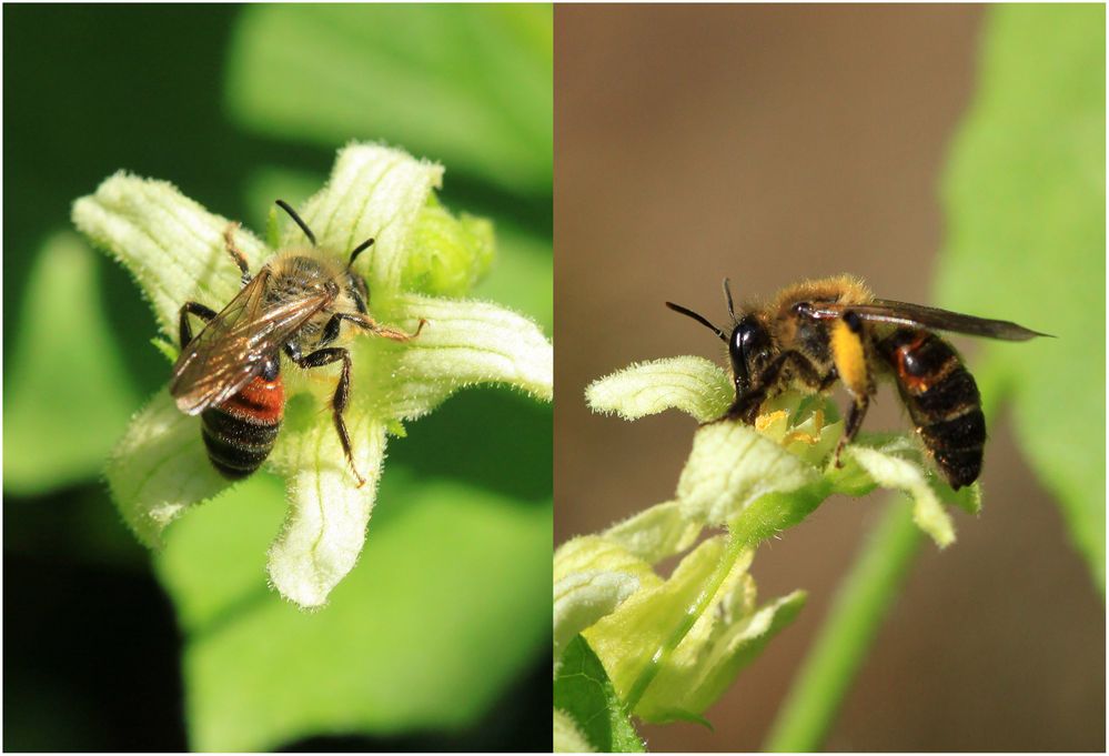 Zaunrüben-Sandbiene (Andrena florea)