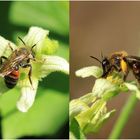 Zaunrüben-Sandbiene (Andrena florea)