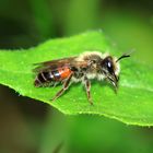 Zaunrüben-Sandbiene (Andrena florea) Männchen