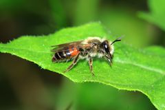 Zaunrüben-Sandbiene (Andrena florea) Männchen