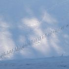 Zaunschatten -Schattenzaun