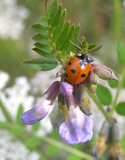 Zaunwicke (Vicia sepium) ...