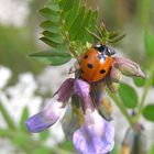 Zaunwicke (Vicia sepium) ...