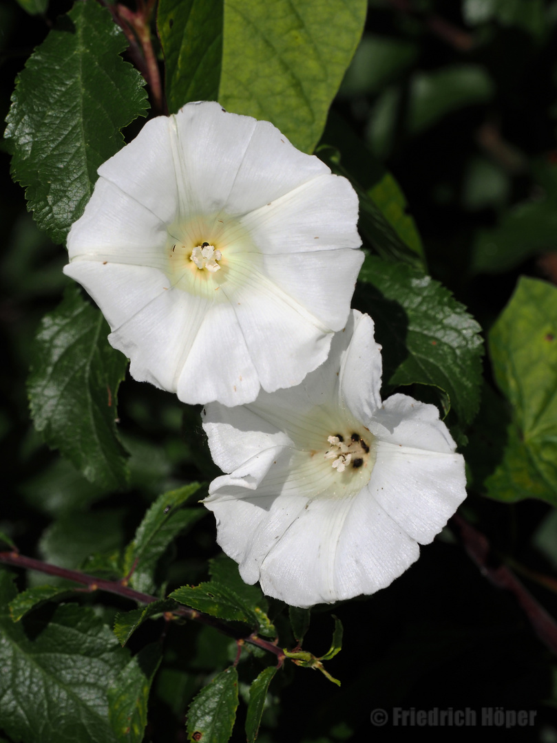 Zaunwinde (Calystegia)