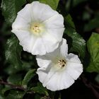 Zaunwinde (Calystegia)