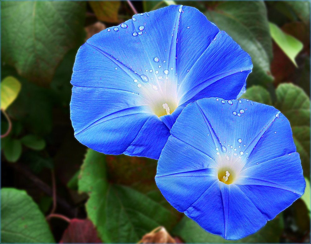 Zaunwinde (Calystegia sepium)