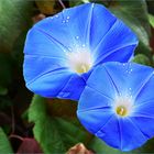 Zaunwinde (Calystegia sepium)