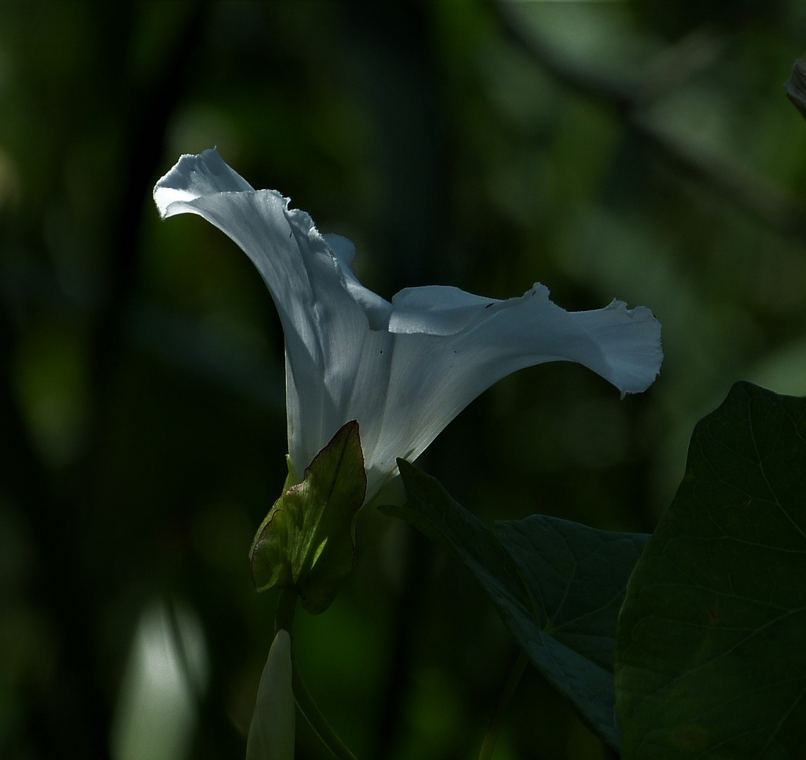 Zaunwinde (Calystegia sepium)