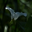 Zaunwinde (Calystegia sepium)