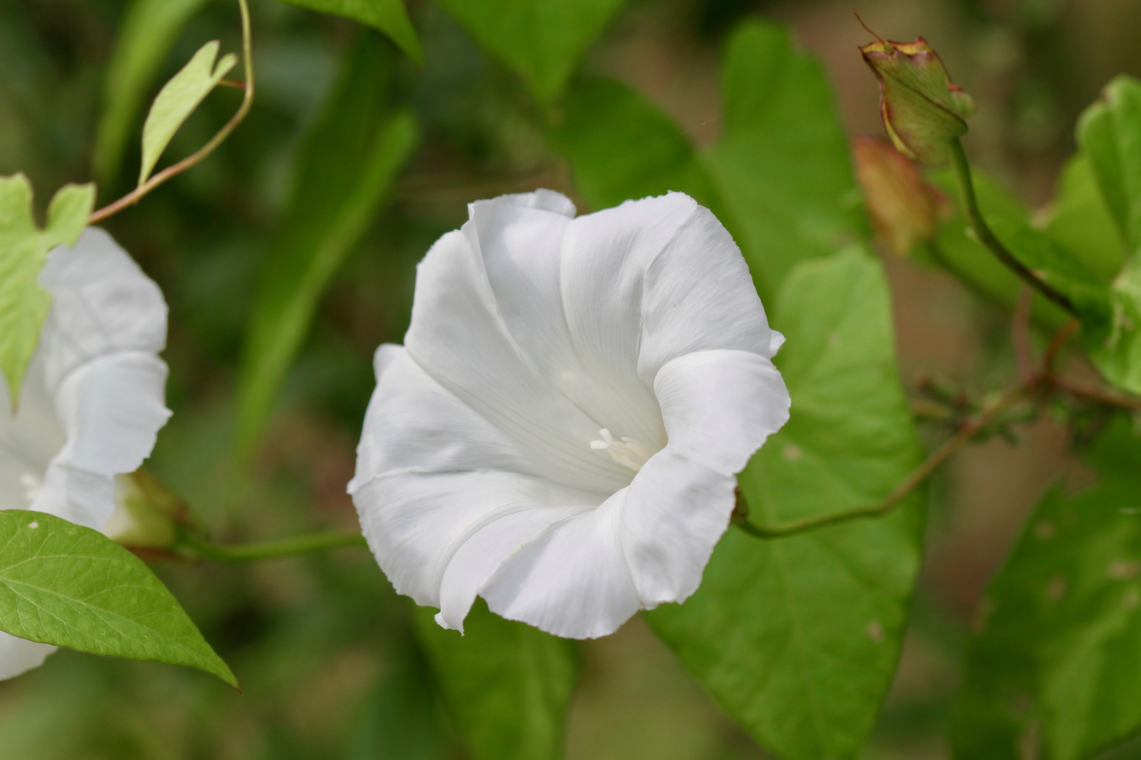 Zaunwinde  -   Calystegia sepium