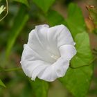 Zaunwinde  -   Calystegia sepium