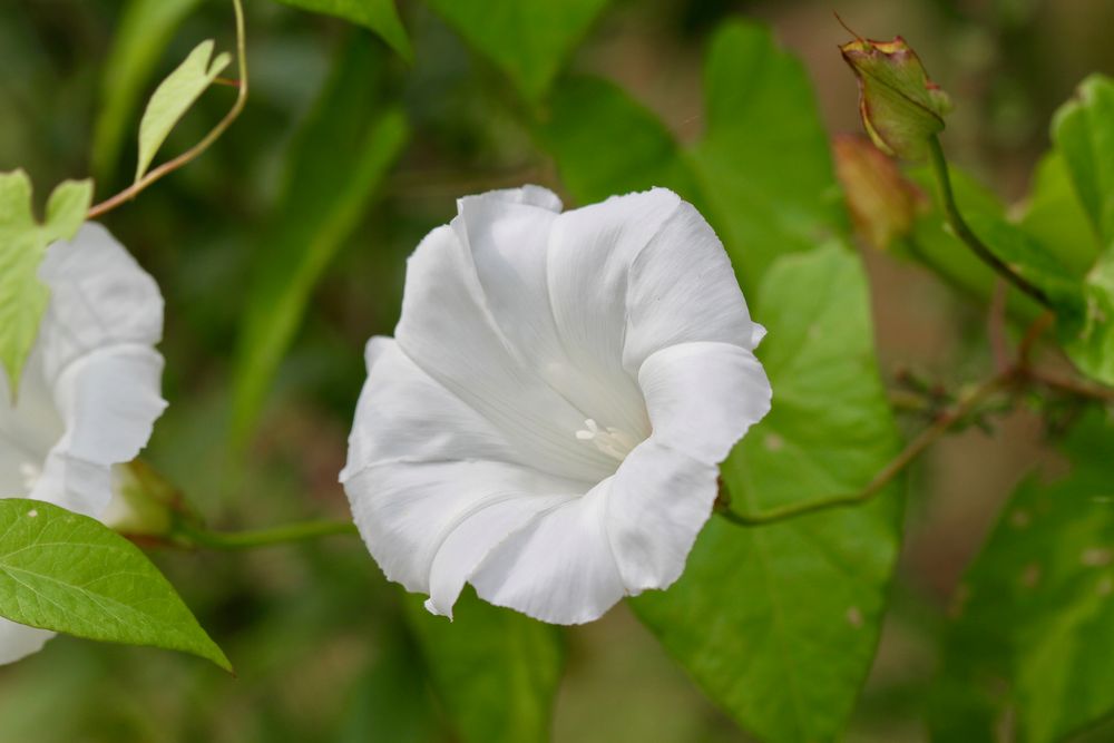 Zaunwinde  -   Calystegia sepium