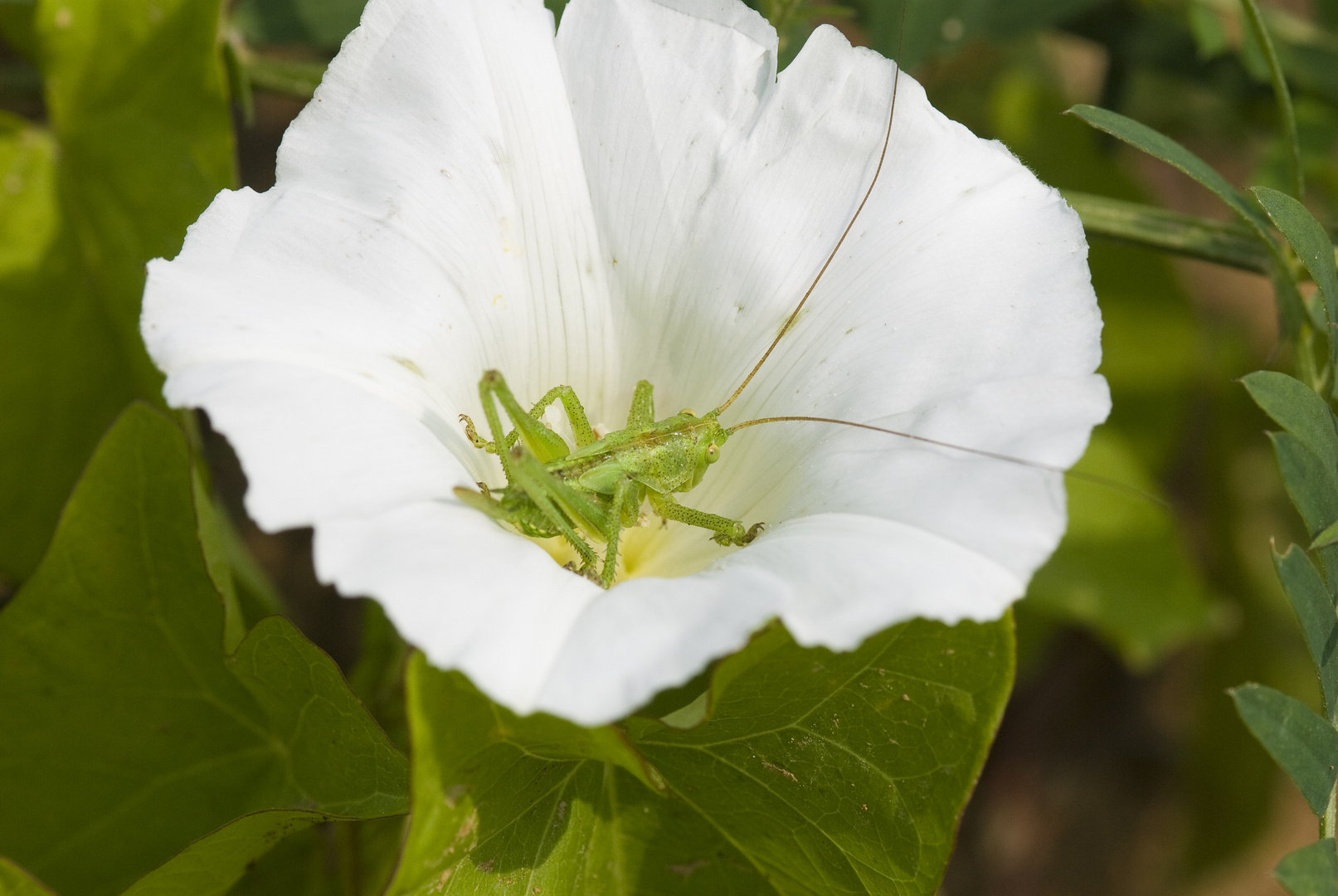 Zaunwinde (Calystegia sepium) mit Heuschrecke