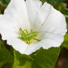 Zaunwinde (Calystegia sepium) mit Heuschrecke