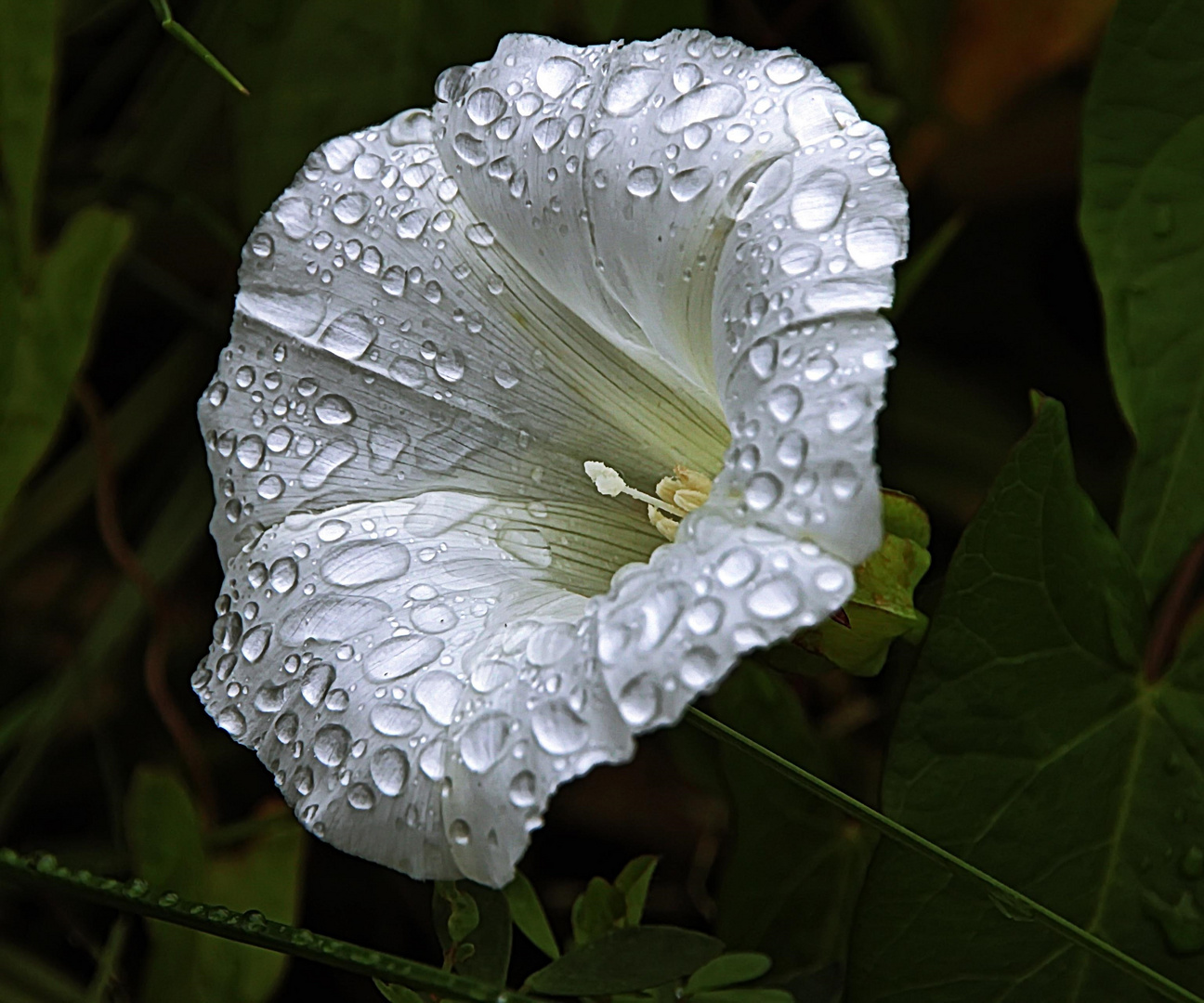 Zaunwinde im Regen.....