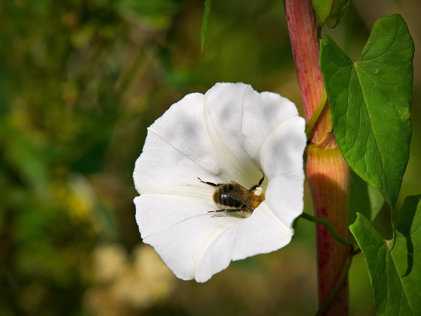 Zaunwinde mit Biene