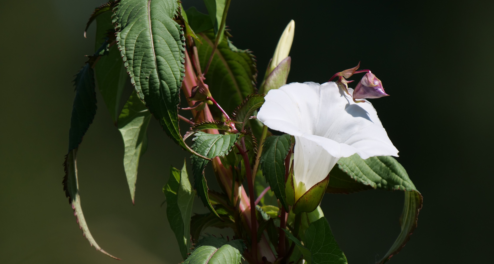 Zaunwinde und das Indische Springkraut