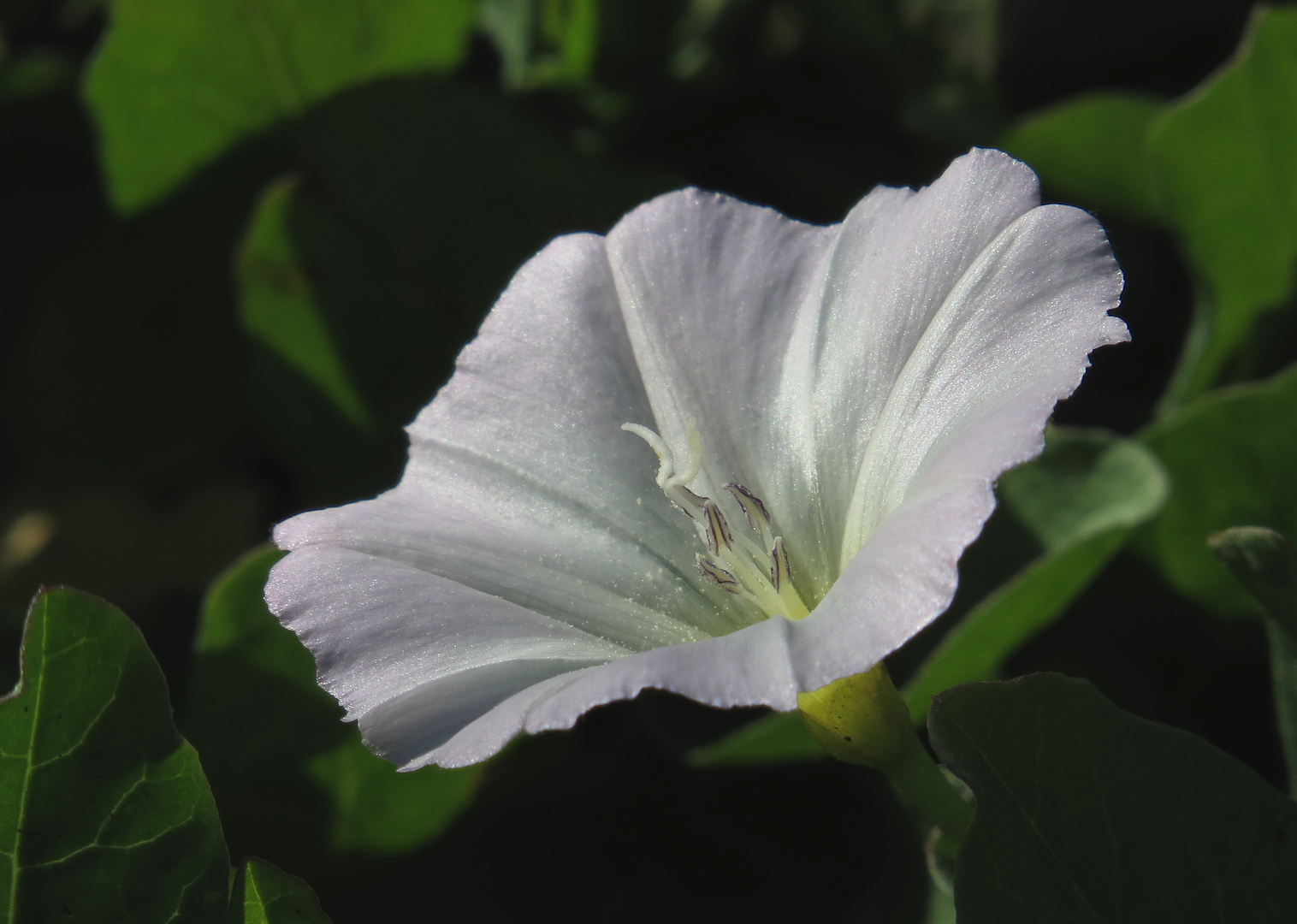 Zaunwinde, weisse Blüte, Calystegia sepium