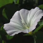 Zaunwinde, weisse Blüte, Calystegia sepium