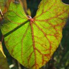 Zaunwindenblatt in der Herbstsonne