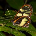 Zavaleta Glasflügelfalter (Godyris zavaleta matrionalis)